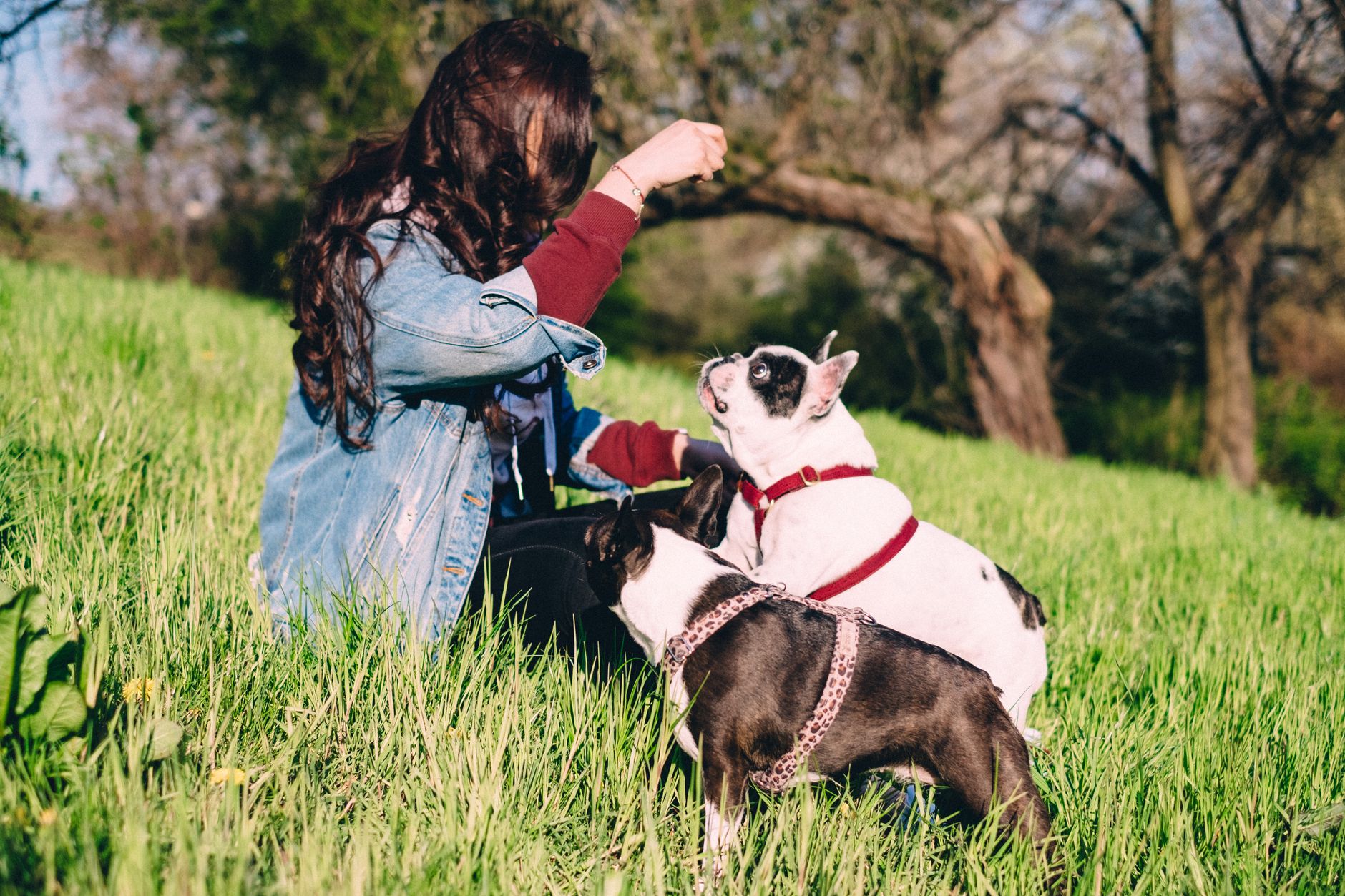 Dog Trainers