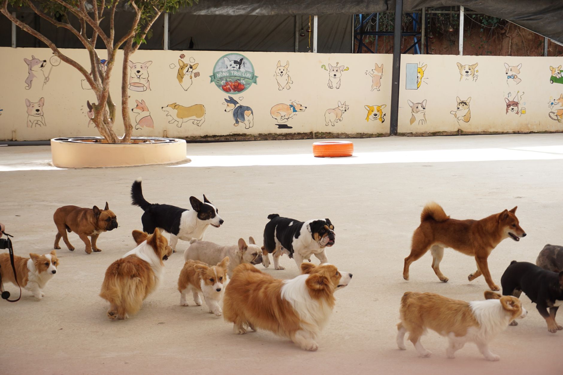 Pet Boarding & Daycare