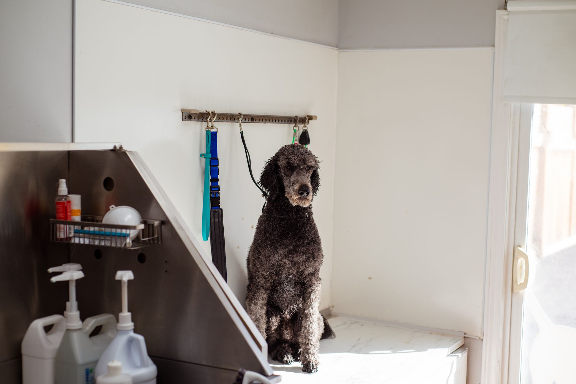 Pet Groomers
