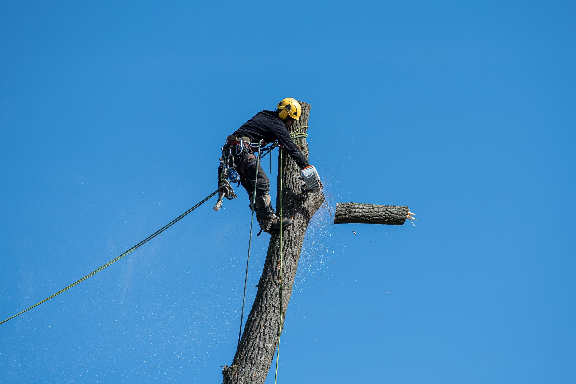 Tree Services